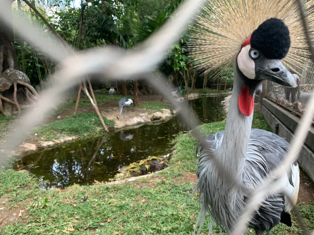 Gray Crowned Crane in its enclosure in La Aurora Zoo in Guatemala