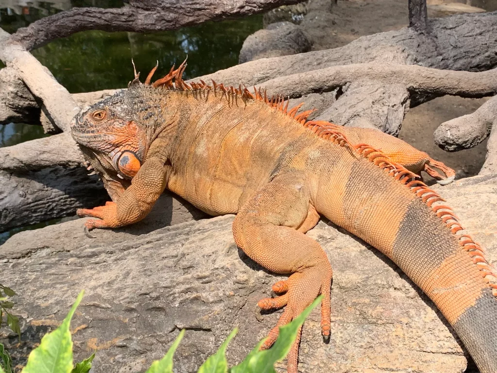 An orange male iguana on a rock at the La Aurora Zoo