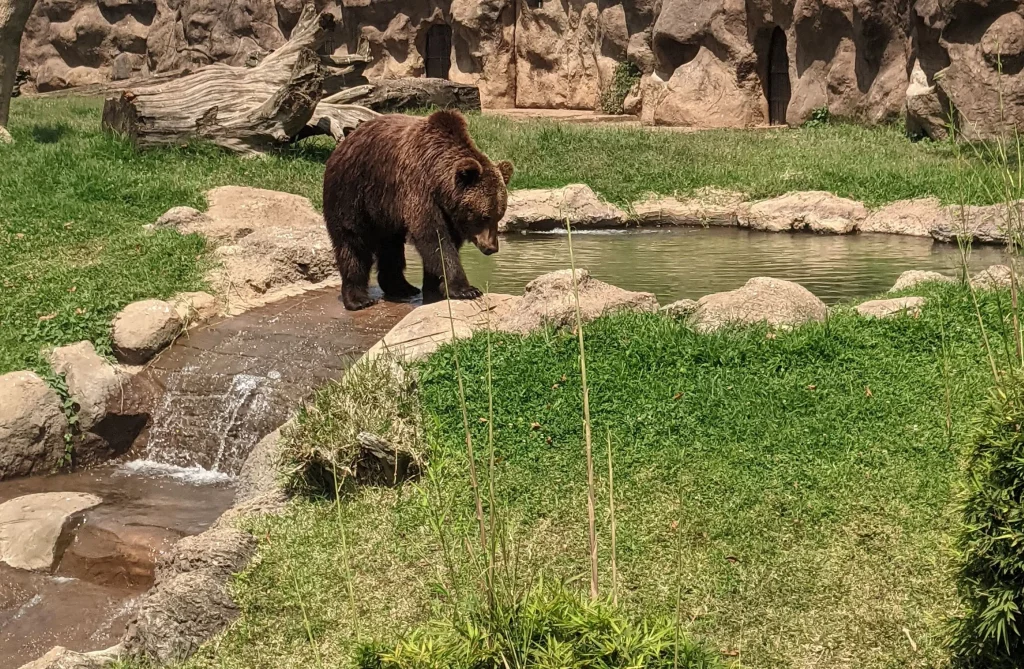 A brown bear at the Aurora Zoo in Guatemala City