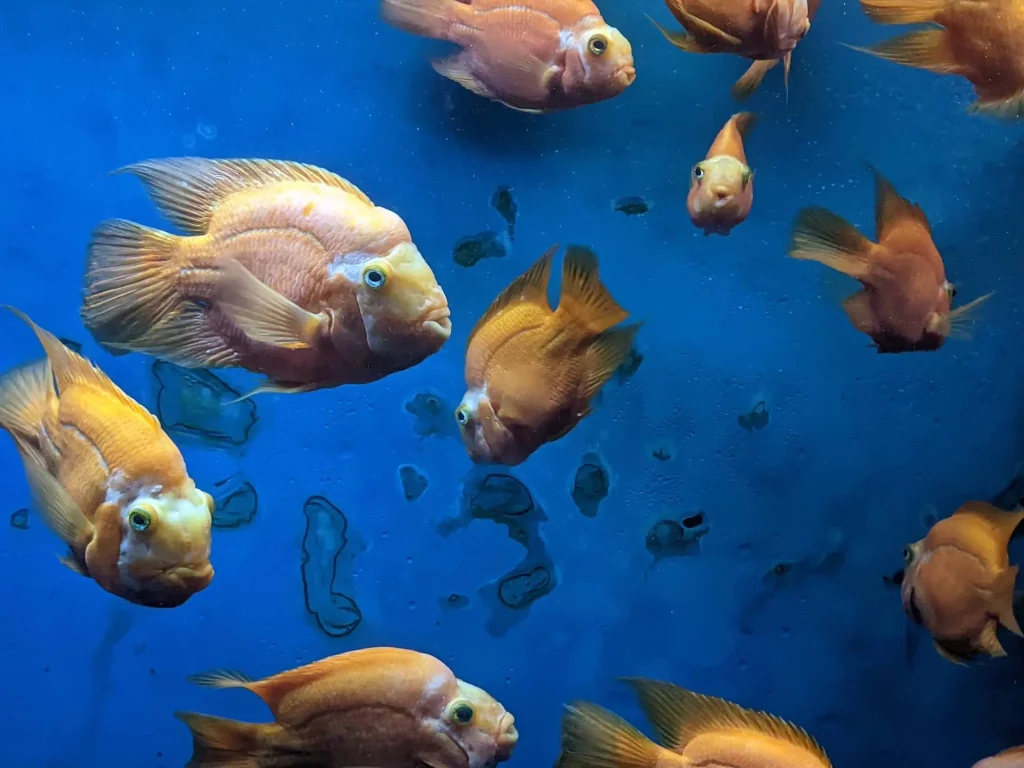 peces en el acuario del zoológico la aurora