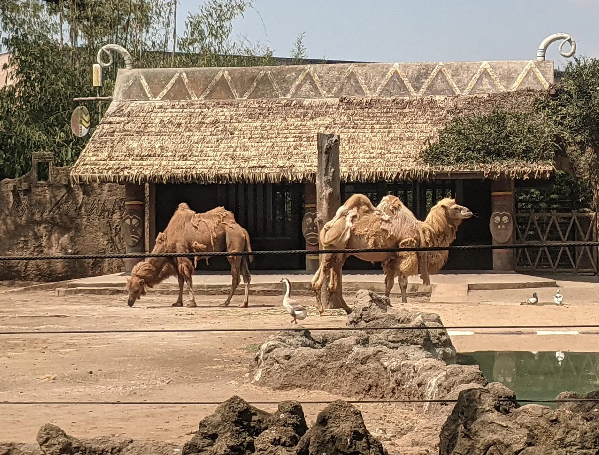 Two Camels at the Aurora Zoo