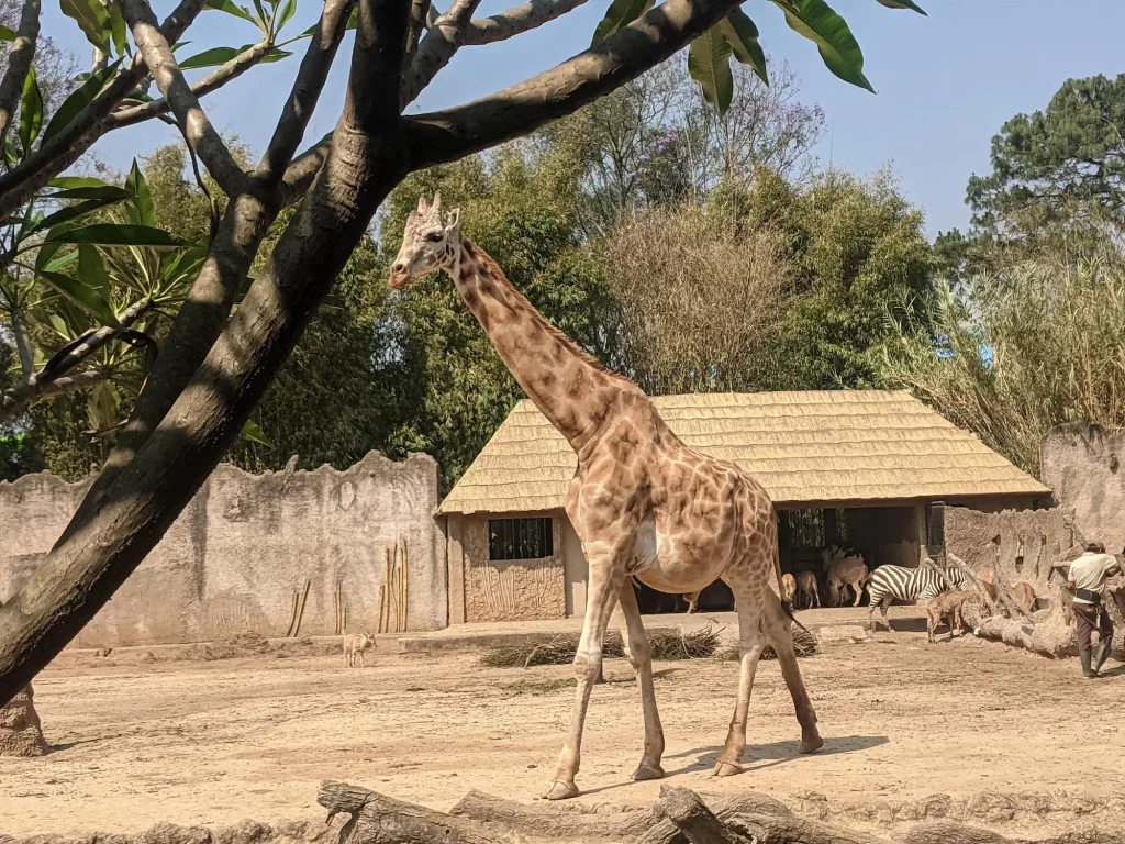 The giraffe enclosure at La Aurora Zoo