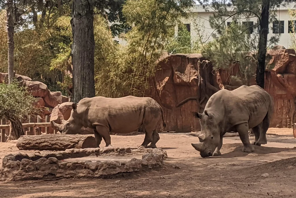 white rhinos at the guatemala zoo