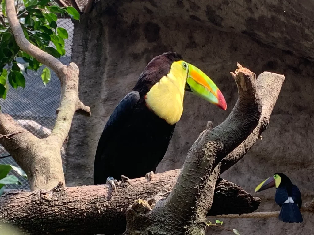 puedes observar varios tipos de tucán en el aviario del zoológico la aurora de Guatemala