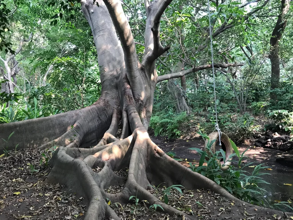 An Amate tree at the finca