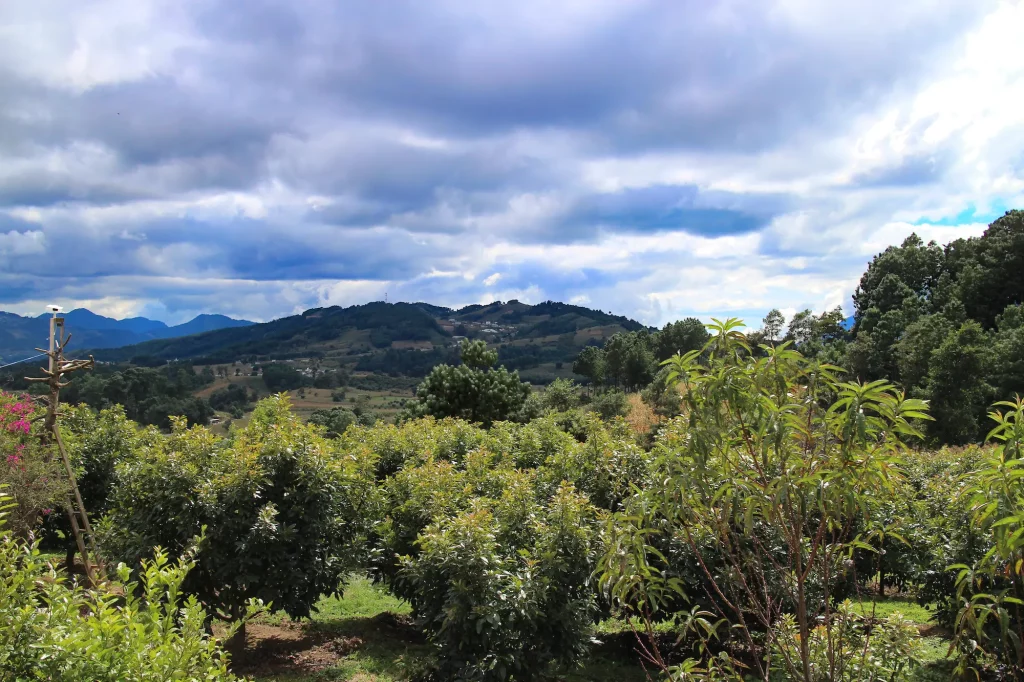 View from Macondo Avocado Farm