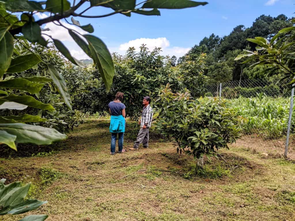 Tour por la finca de aguacates de Panimatzalam. Mujer con Mauro, el cuidador.