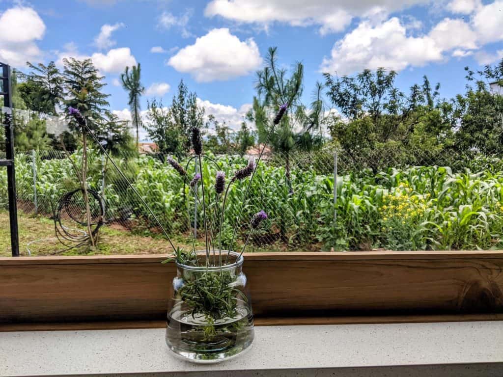 lavender flowers and greenery