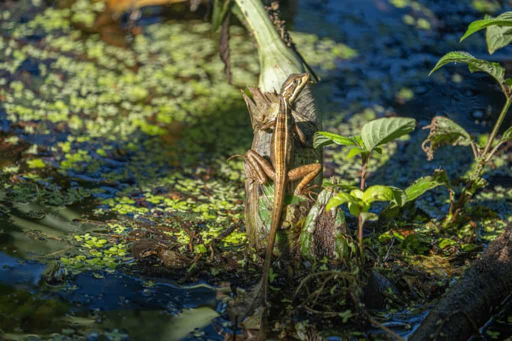 Common basilisk lizard perched on a plant above a pond in Tikal