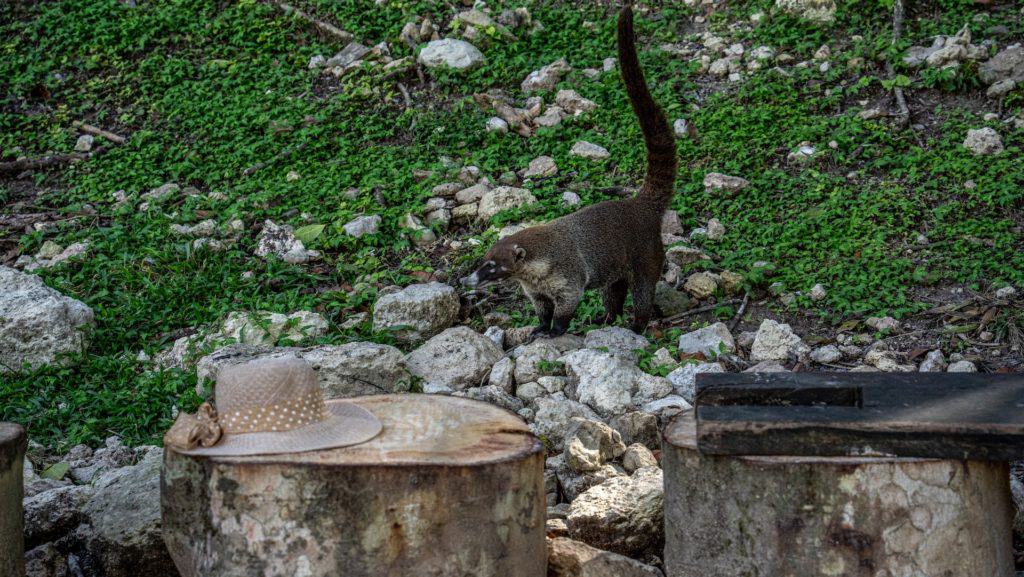 A coati investigates a straw hat on a stump in Tikal National Park.