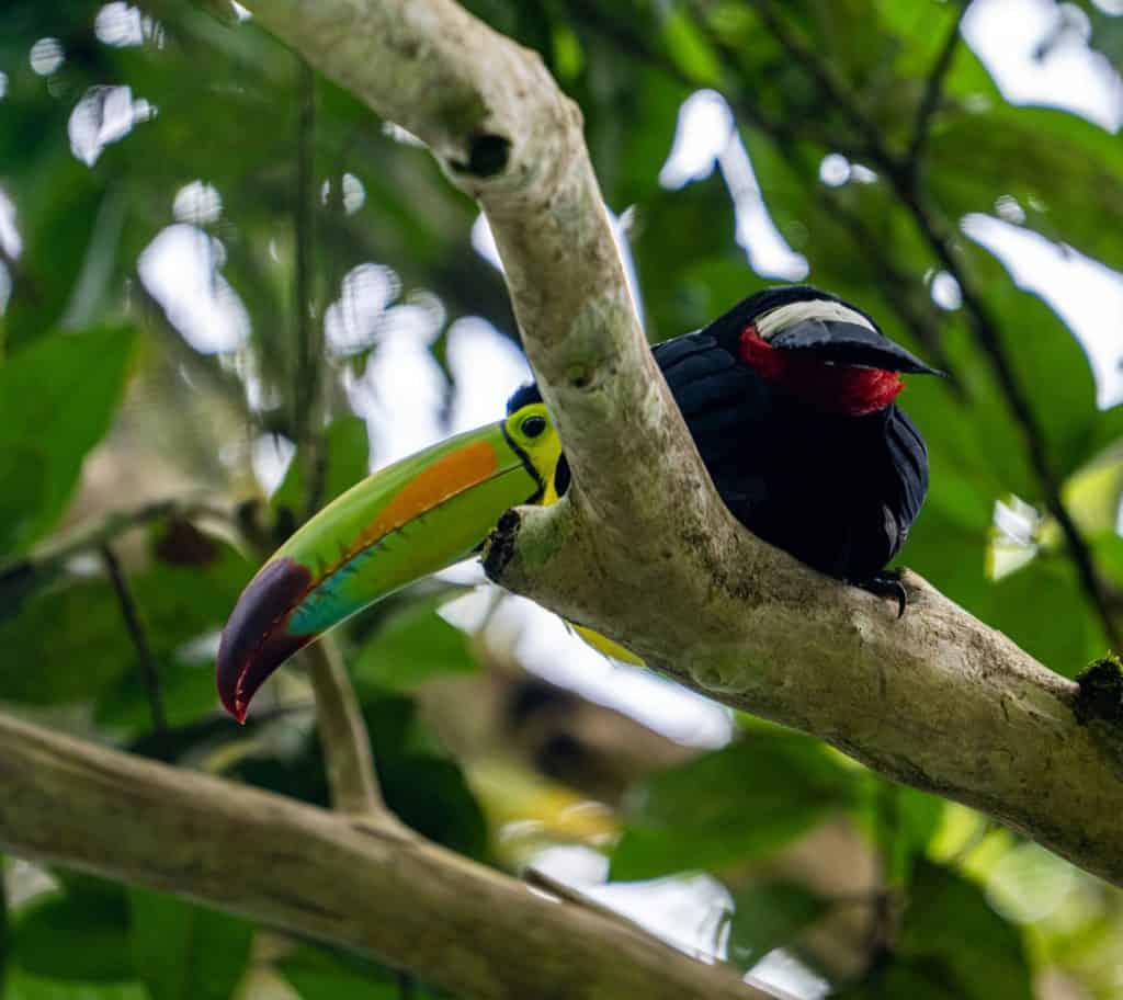 Keel-billed Toucan peeks from behind a branch in Tikal. Visitors who book Tikal tours from Flores might get lucky and spot gorgeous toucans.